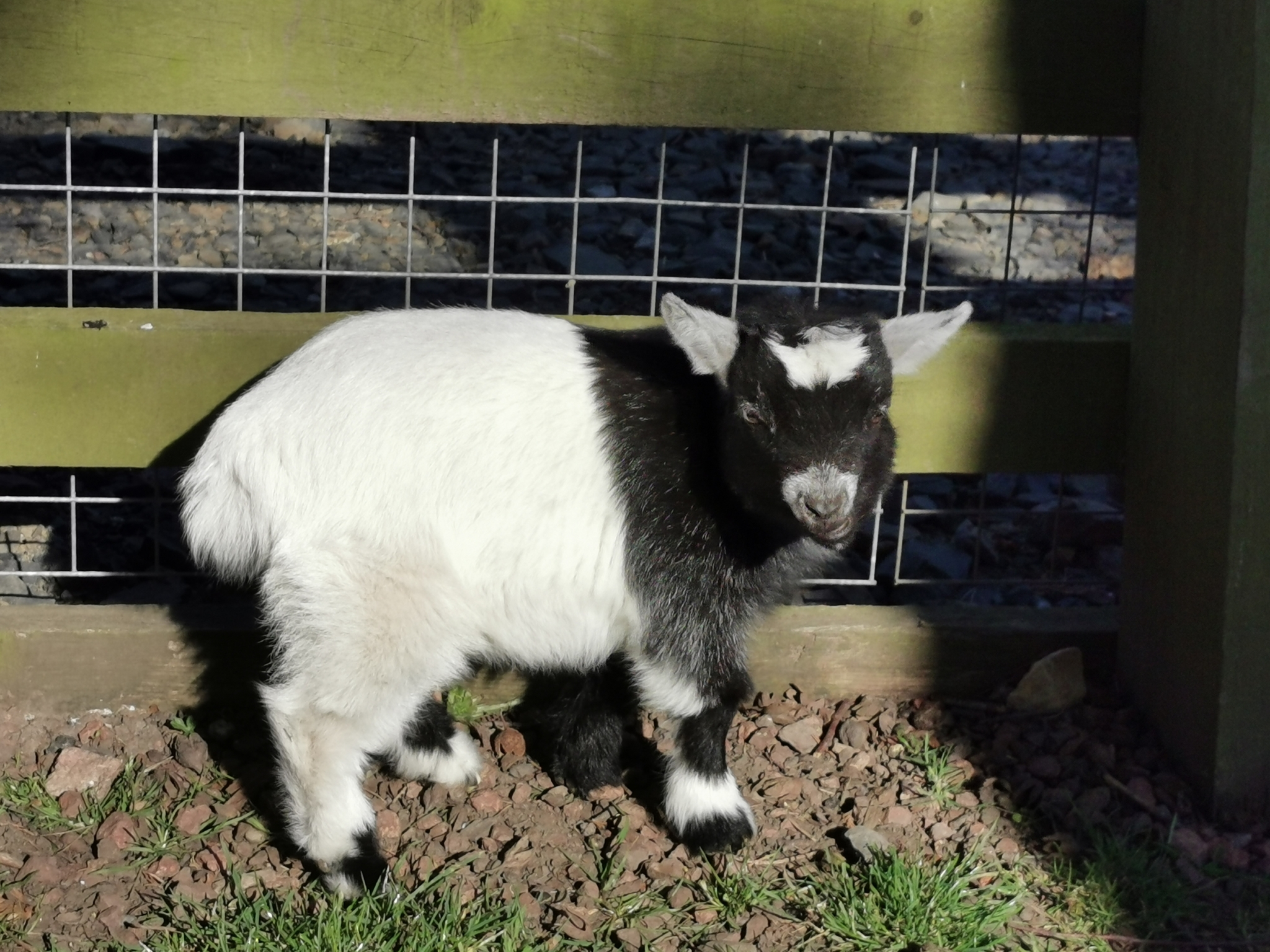 Pygmy Goats For Sale Texas 72 - prn4y9u