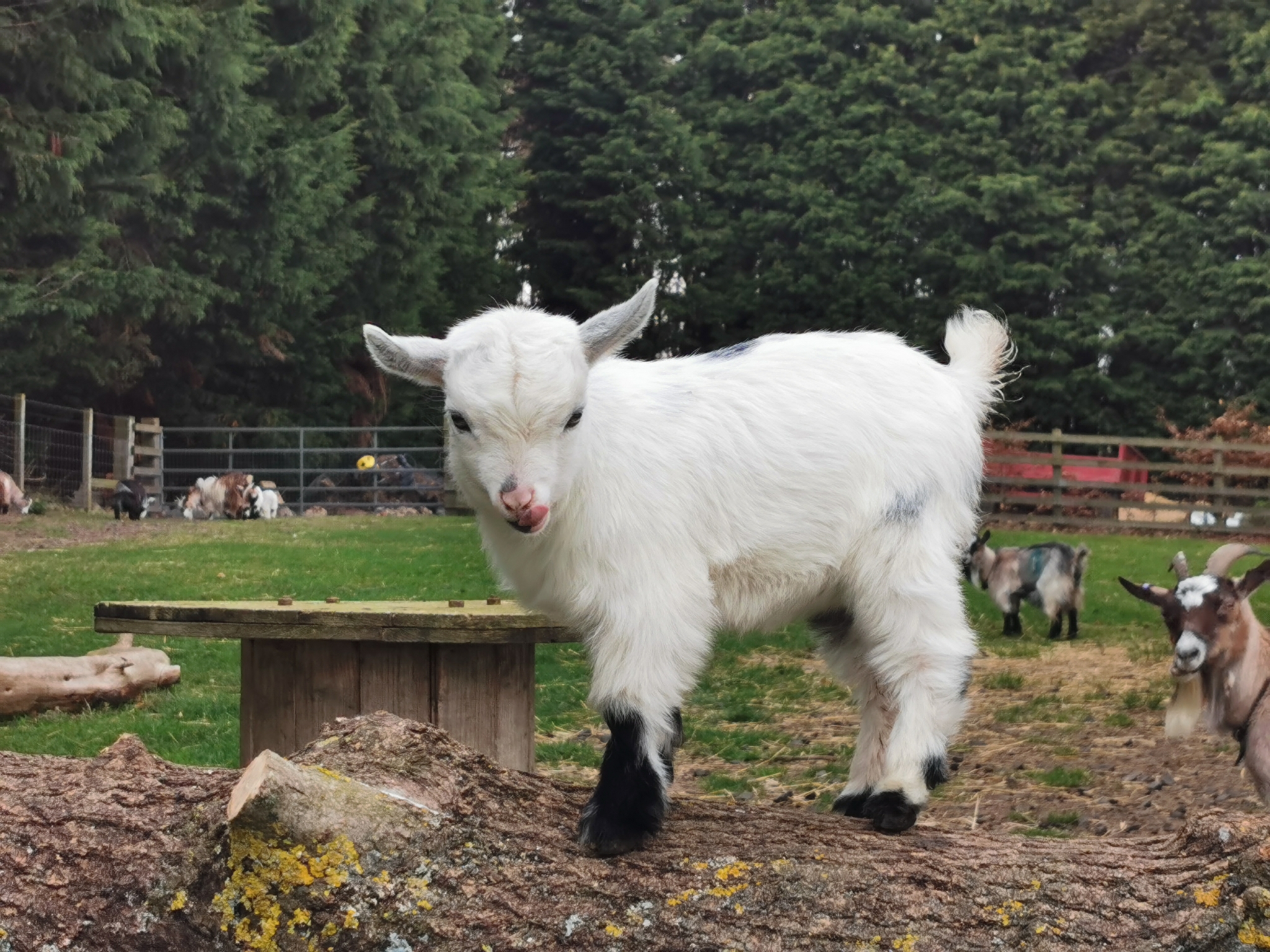 Pygmy Goats For Sale Texas 72 - qe222d3