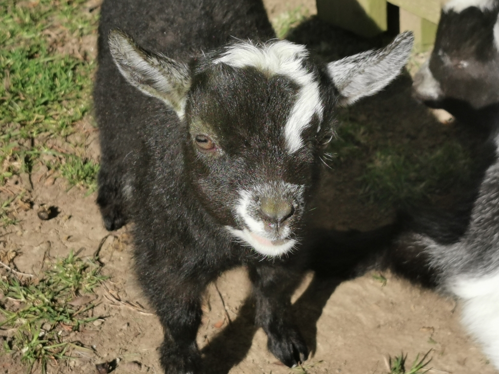 Pygmy Goats for Sale Near Me Discover the Perfect Pet or Sustainable Farming Companion