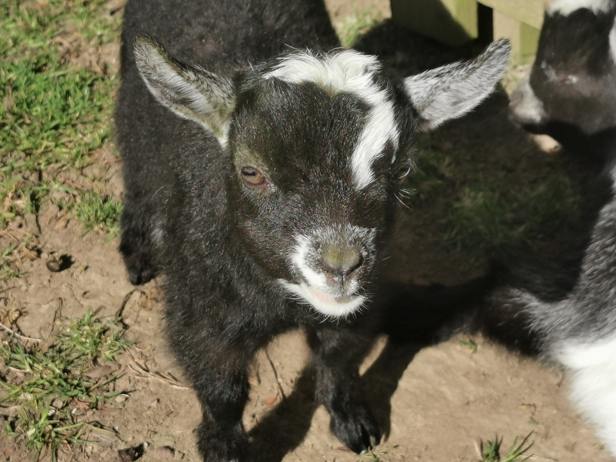 Pygmy Goats For Sale Texas 72 - o7wr1jj