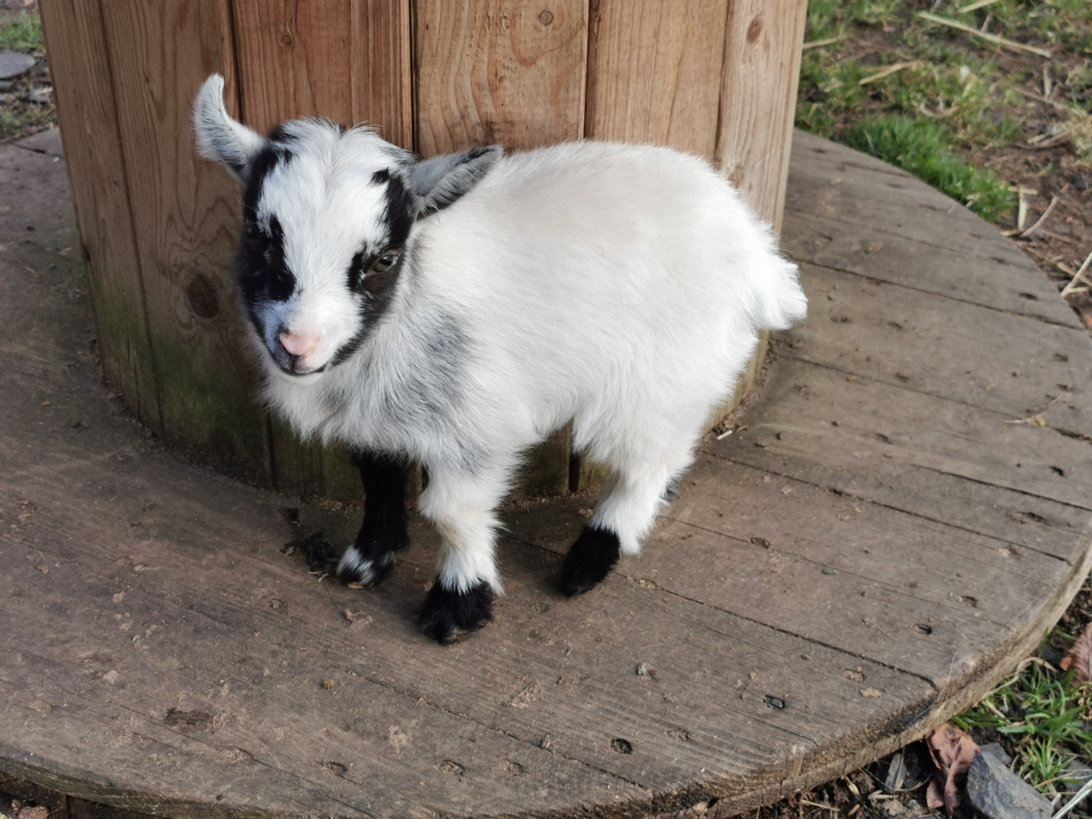 For Sale West Barn Pygmy Goats