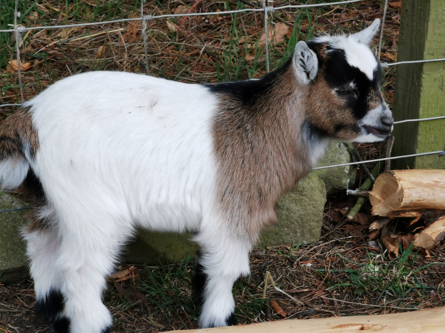 For Sale – West Barn Pygmy Goats