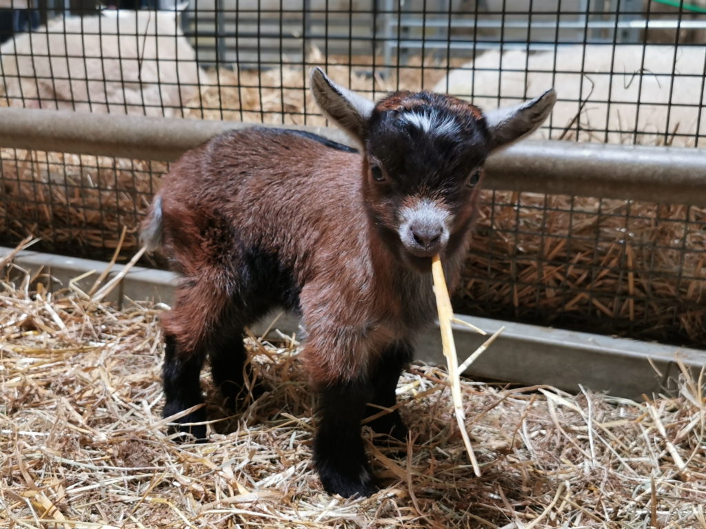 West Barn Pygmy Goats – Pygmy Goats for sale in Northumberland