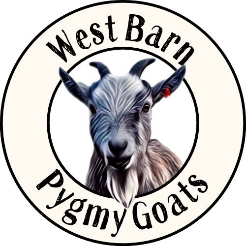 West Barn Pygmy Goats