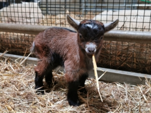 For Sale – West Barn Pygmy Goats