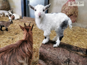 For Sale – West Barn Pygmy Goats