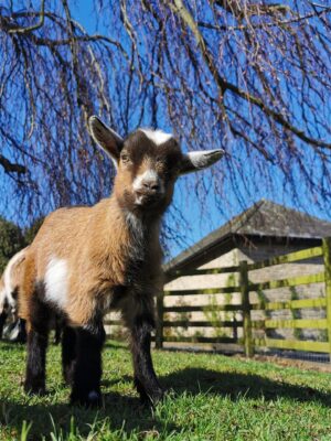 Goat Keeping Course