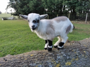 For Sale – West Barn Pygmy Goats