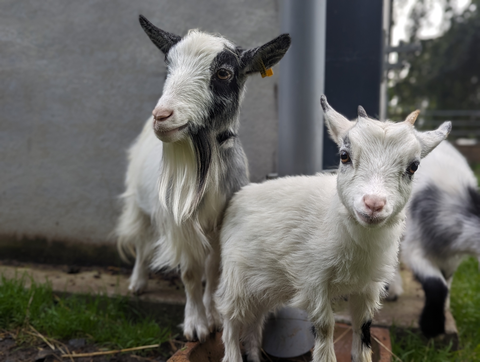 Goat Experiences West Barn Pygmy Goats