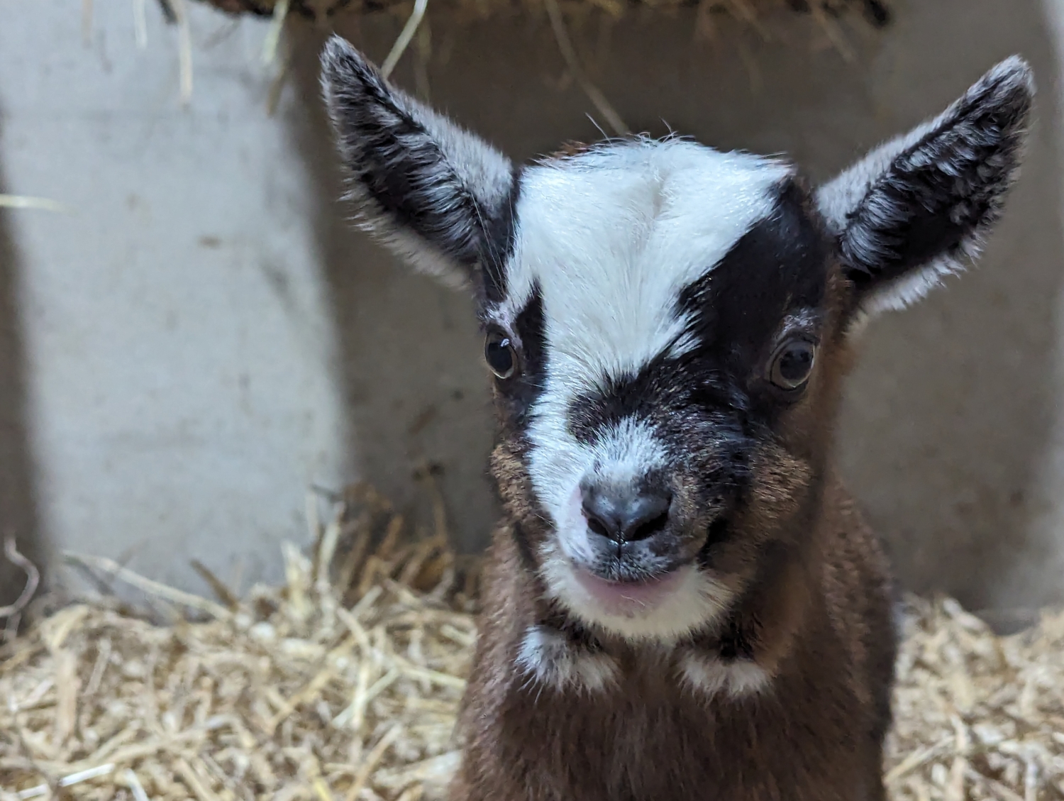 Goat Experiences West Barn Pygmy Goats