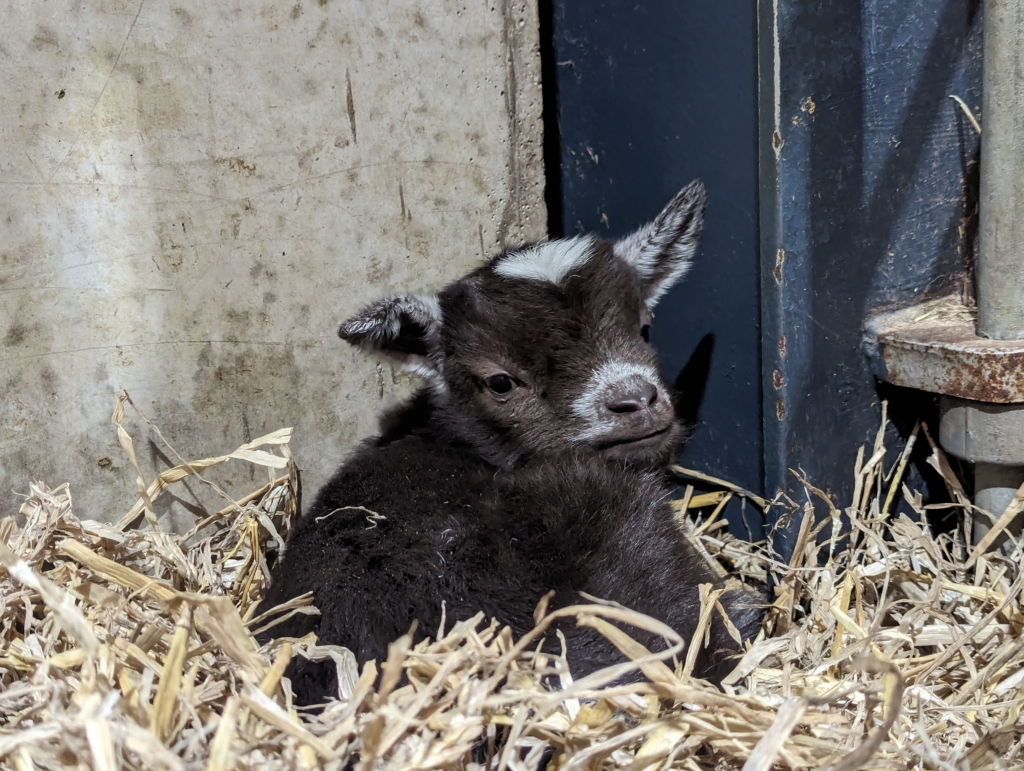 Roderick Goatson For Sale – West Barn Pygmy Goats