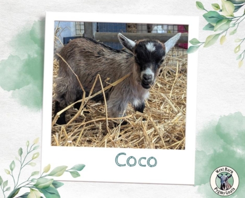 Coco