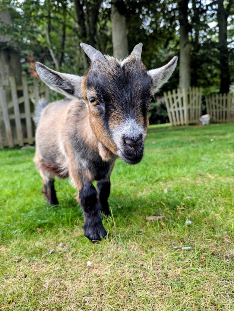 Goat Adoption